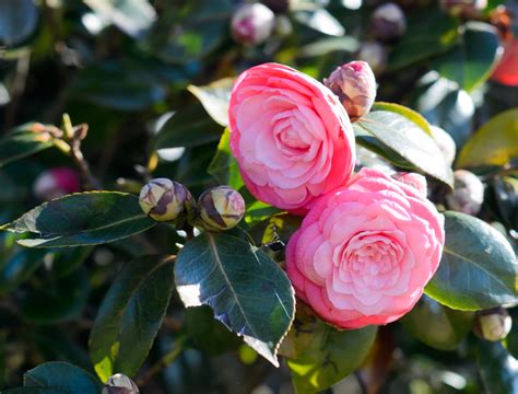 3 Essential Camellia Plant Fertilizers for Thriving Blooms