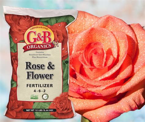 3 Essential Fertilizers for Bountiful Rose Blooms