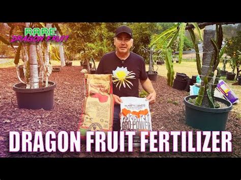 3 Essential Fertilizers for Dragon Fruit: A Complete Guide