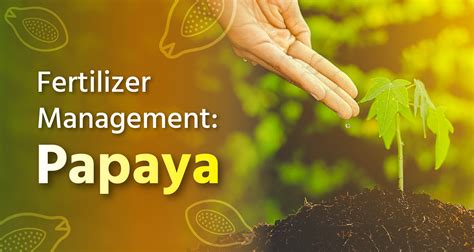 3 Essential Fertilizers for Papaya Trees + Ultimate Guide to Fertilizing!