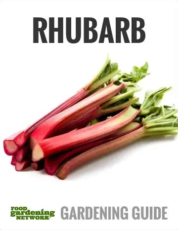 3 Essential Fertilizers for Rhubarb: A Guide to Nurturing Your Plant