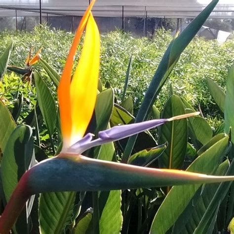 3 Essential Fertilizers for Spectacular Birds of Paradise