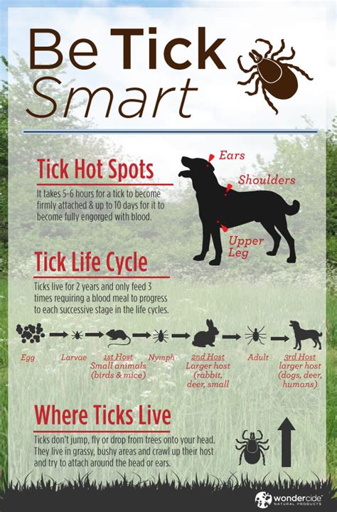 3 Essential Pills for Dogs That Stop Ticks Dead in Their Tracks