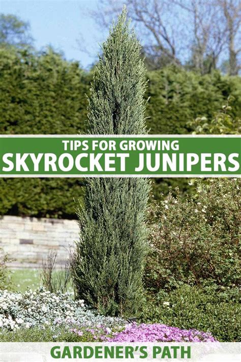 3 Essential Pine Tree Fertilizing Hacks to Skyrocket Growth and Health