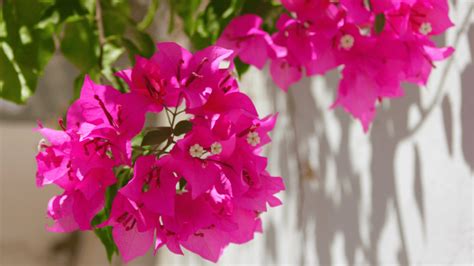 3 Essential Steps for Bougainvillea Care: Unlock Optimal Growth with Fertilizer