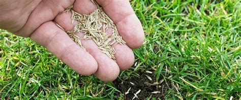 3 Essential Steps for Perfect Fertilizer for Overseeding: A Comprehensive Guide in 12,000 Words