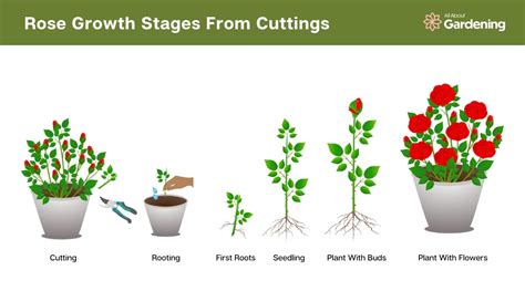 3 Essential Steps to Fertilize Roses for Optimal Growth