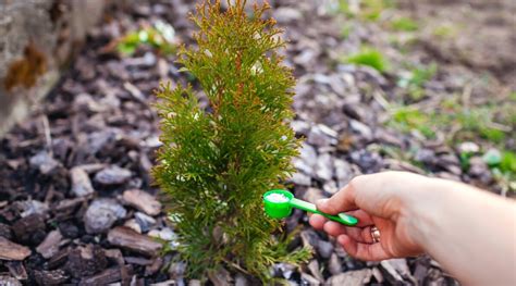 3 Essential Steps to Fertilize Your Arborvitae for Thicker, Fuller Growth