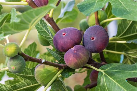 3 Essential Steps to Fertilize Your Fig Tree for Bumper Harvests!