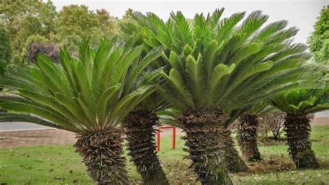 3 Essential Steps to Fertilize Your Sago Palm for Optimal Growth