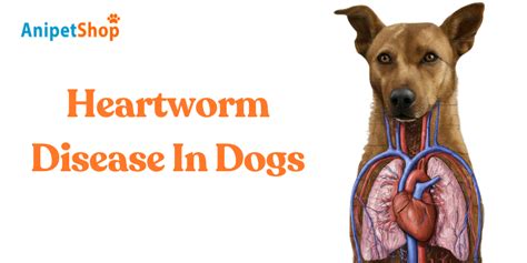 3 Essential Takeaways About Heartworm Shots for Dogs