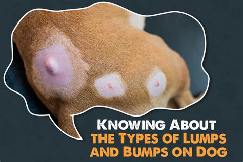 3 Fatty Bumps on Dogs: Causes, Symptoms, and Treatment