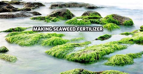 3 Key Benefits of Seaweed Fertilizer for Plants