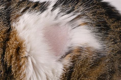 3 Key Causes of Bumps on Cats Skin Under Fur