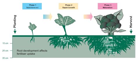 3 Key Fertilizer Nutrients for Broccoli Growth