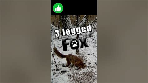 3 Legged Fox Download: The Complete Guide