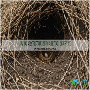 3 Must-Know Cua Nest Facts That Will Blow Your Mind