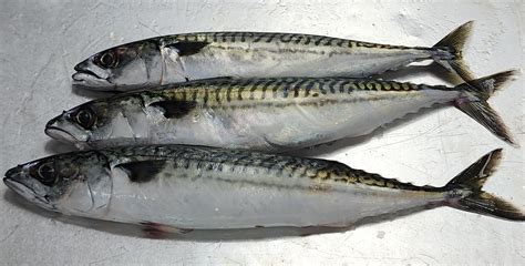 3 Must-Know Facts About Mackerel Fish Near Me