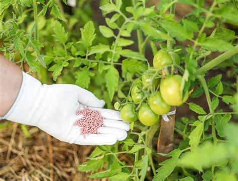 3 Must-Know Ideal Fertilizers for Tomatoes