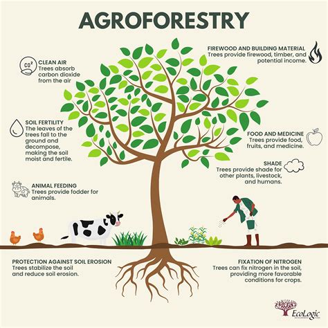 3 Must-Know Things For Agriculture: Farm Animals, Crops, and Agroforestry