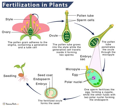 3 Must-Know Tips for Perfect Molly Plant Fertilization in 9 Easy Steps