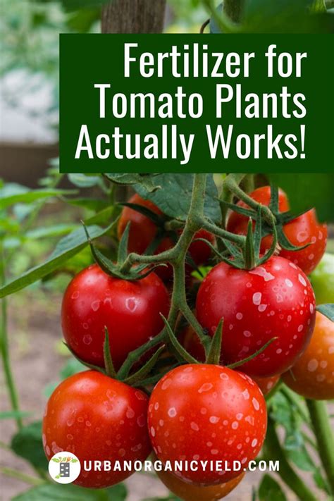 3 Organic Fertilizers for Tomato Plants That Will Make Them Flourish