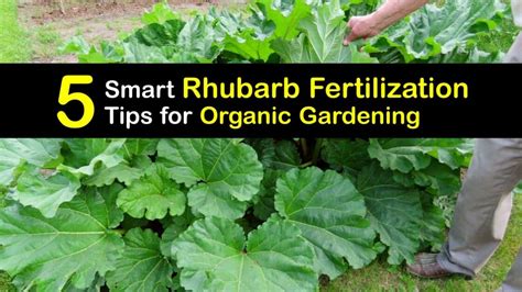 3 Science-Backed Ways to Fertilize Rhubarb the Right Way