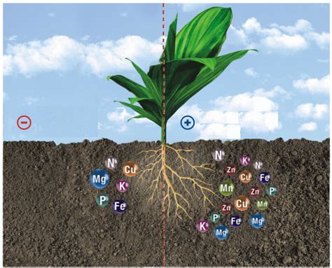 3 Surefire Ways to Enhance Root Growth with Fertilizer