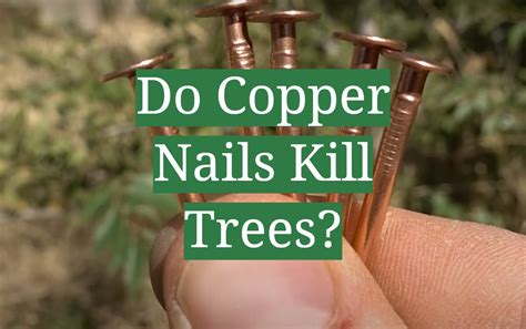 3 Surprising Benefits of the Copper Nail Tree