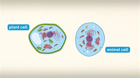 3 Surprising Structures Common to Plant and Animal Cells