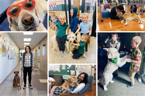 3 Therapy Dogs Near You: The Ultimate Guide to Finding Solace and Support