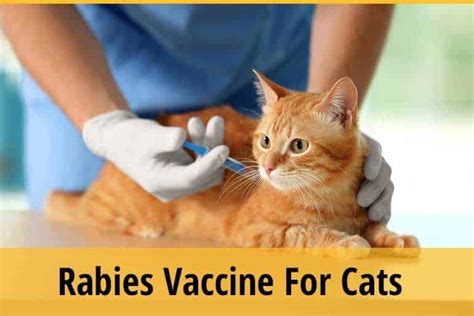 3 Things You Need to Know About the Rabies Shot in Cats