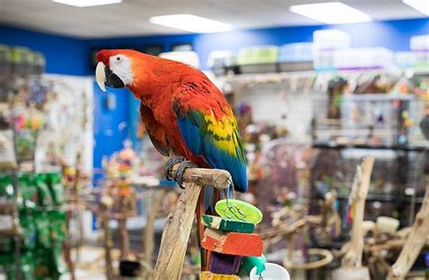 3 Top Bird Shops Near You: A Comprehensive Guide for Bird Lovers