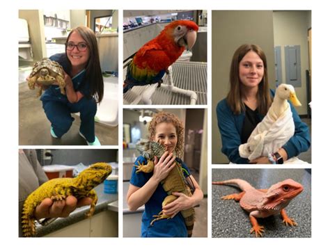 3 Top Veterinarians for Exotic Animals Near You!