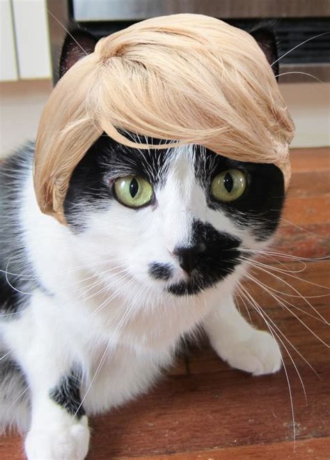 3 Unbelievable Cat with Wig Styles That Will Make You Laugh