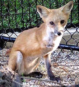 3 legged fox download