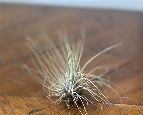 3-Step Fertilizing Guide for Tillandsias