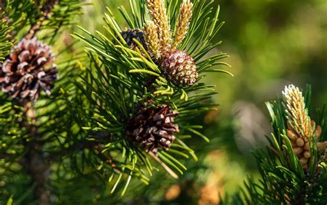 3-Step Guide to Choosing the Perfect Fertilizer for Your Pine Tree