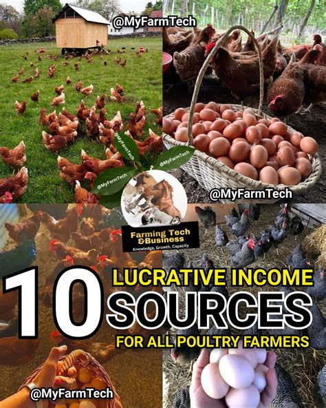 3-Step Poultry Manure Production Line: A Lucrative Business for Farmers and Entrepreneurs