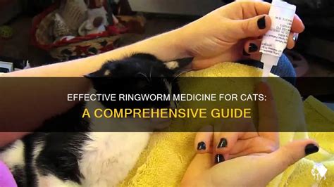 3-Step Ultimate Guide to Ringworm Medicine for Cats