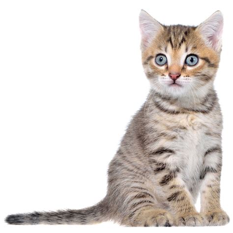 30 Fascinating Domestic Shorthair Cat Breeds