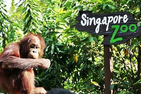 30 Unforgettable Things to Do at Singapore Zoo