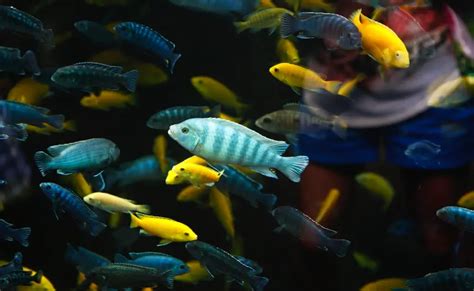 300+ Tips for Thriving Fontaine Fish in Your Aquarium