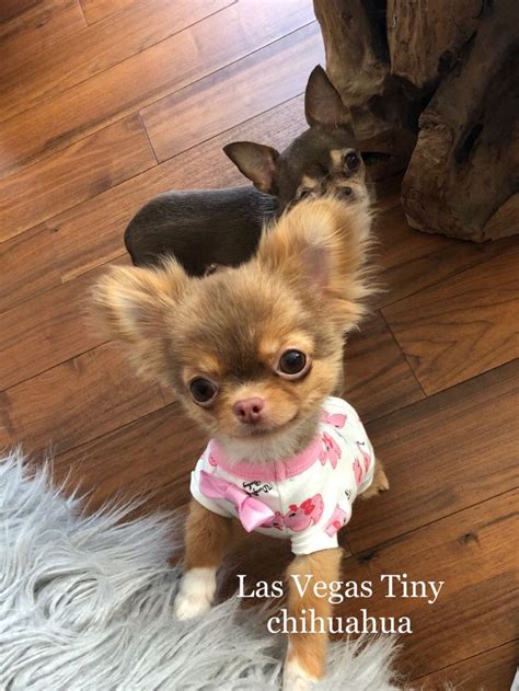 3000+ Craigslist Las Vegas Pets Just for You!