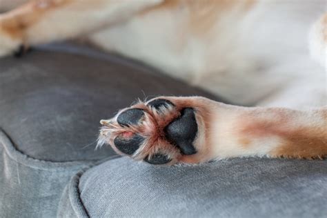 31 Itchy Paws in Dogs: Causes, Treatments, and Prevention