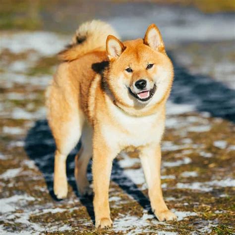 32,000 Shibas Await Adoption: Open Your Heart to a Loyal Companion