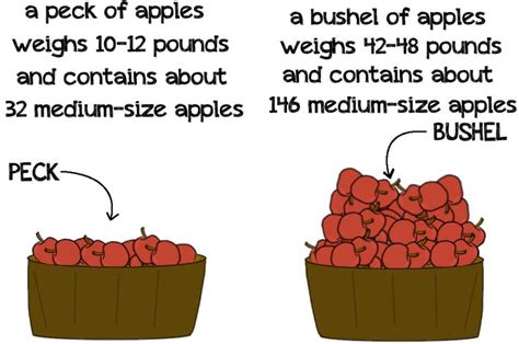 32 Pecks vs. 1 Bushel: Unpacking the Difference