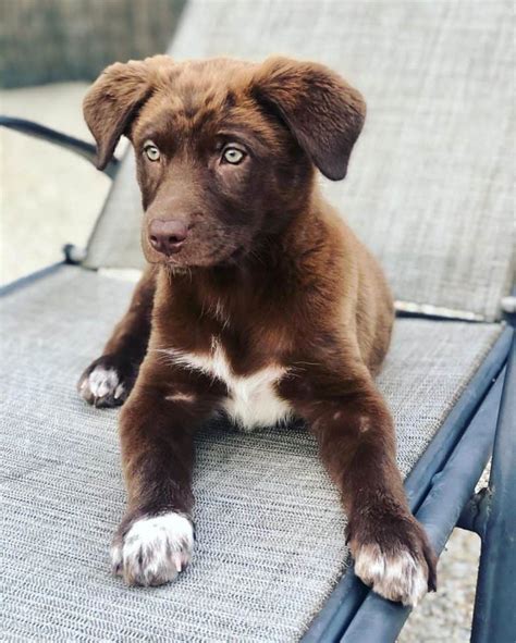 33% Lab, 67% Aussie: The Ultimate Guide to Lab Australian Shepherd Mixes