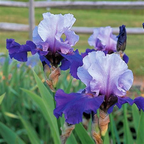 33 Essential Tips for Fertilizing Iris Flowers