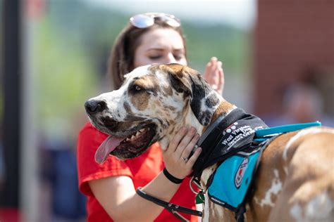 33 Proficient Service Dog Trainers Near You: A Comprehensive Locator Within 50 Miles